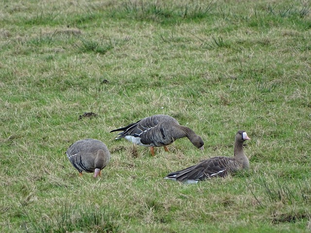 尤文图斯在 尤文图斯在